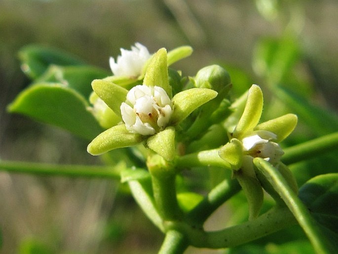 Cynanchum obtusifolium