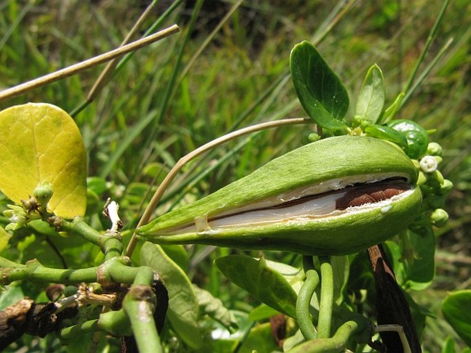 Cynanchum obtusifolium