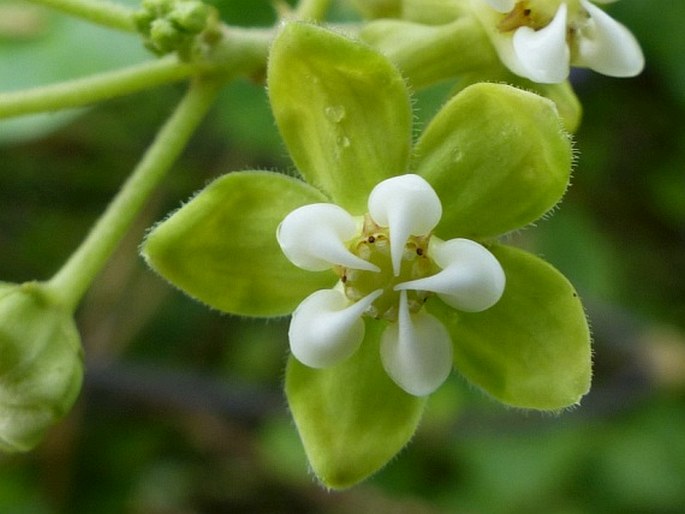 Cynanchum ethiopicum