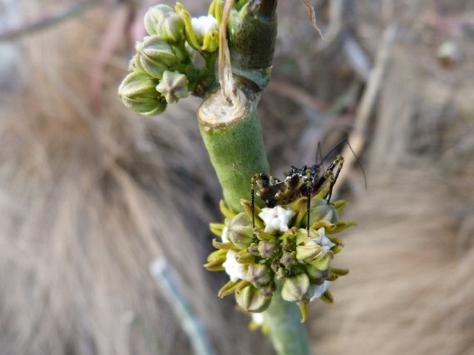 Cynanchum perrieri