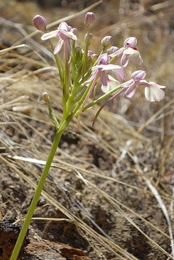 Cynorkis guttata