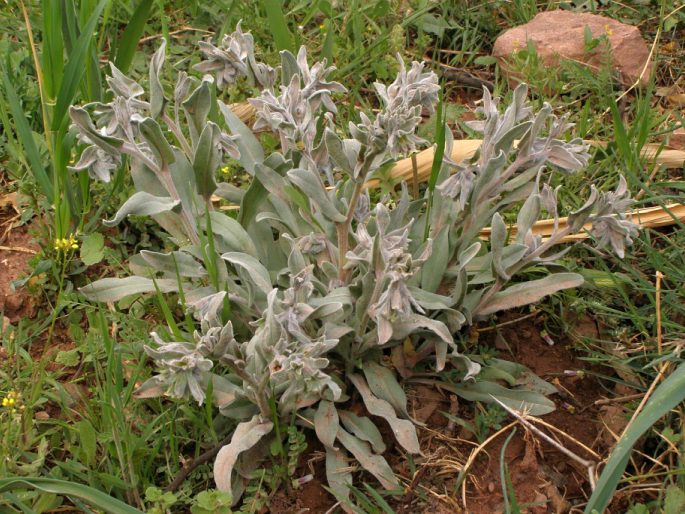 Cynoglossum cheirifolium