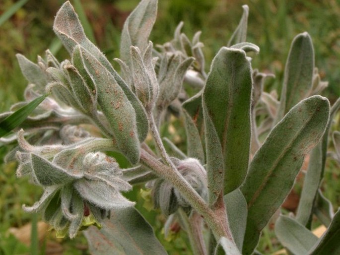 Cynoglossum cheirifolium