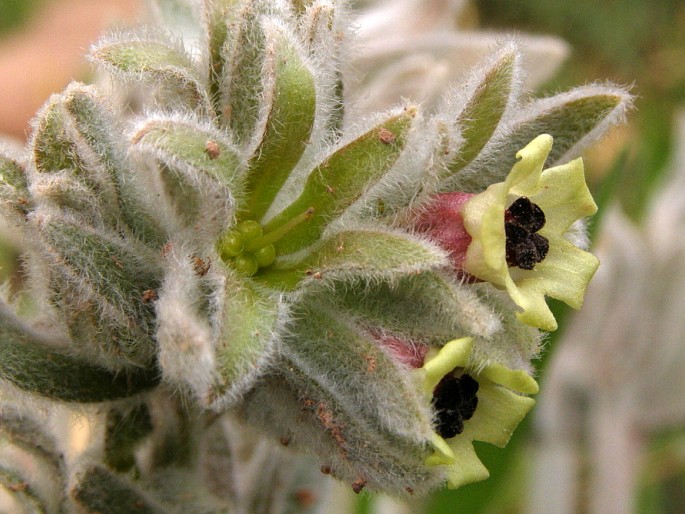 Cynoglossum cheirifolium