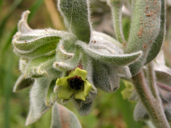 Cynoglossum cheirifolium