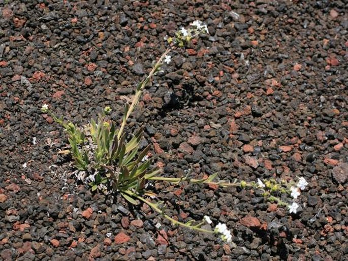 Cynoglossum borbonicum