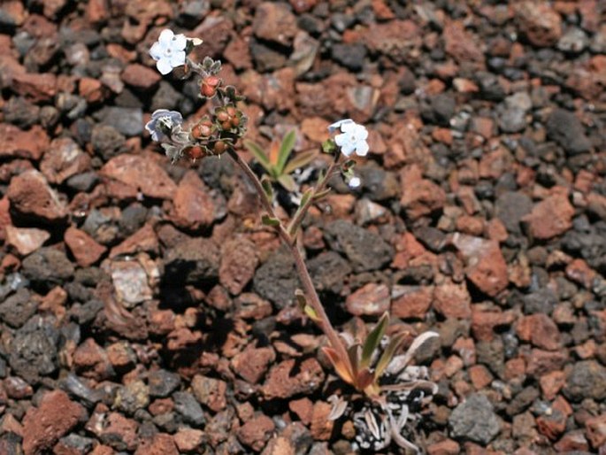 Cynoglossum borbonicum