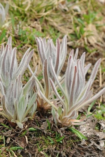 Cynoglossum magellense