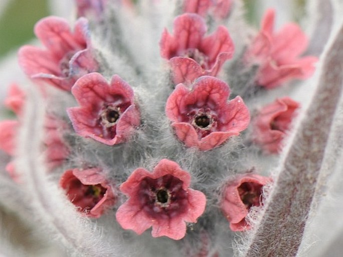 Cynoglossum magellense