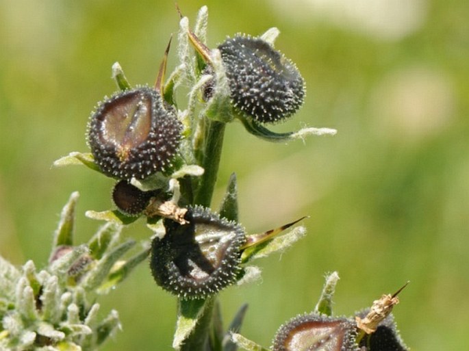 Cynoglossum magellense