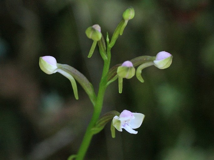 Cynorkis rosellata