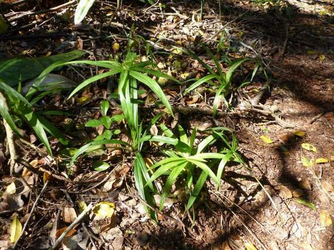 Cyperus albostriatus