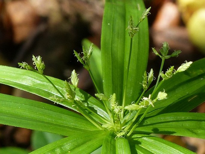 Cyperus albostriatus