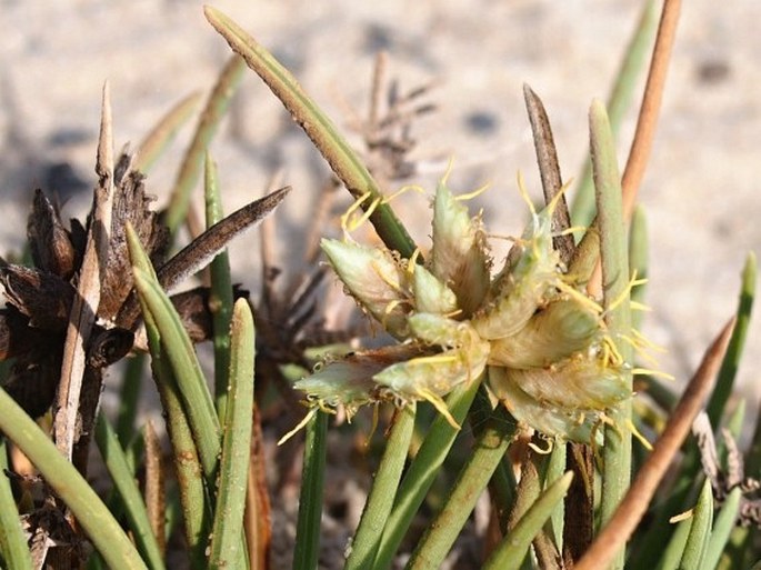 Cyperus conglomeratus