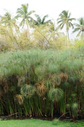 Cyperus papyrus