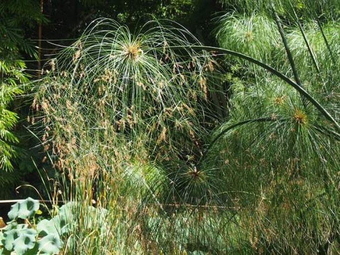 Cyperus papyrus