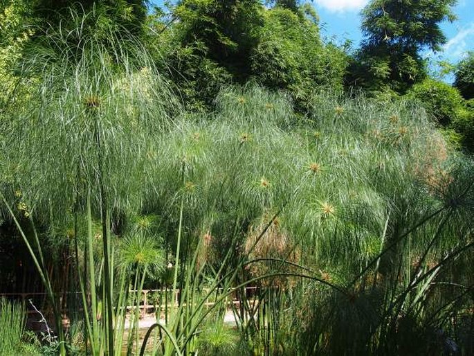 Cyperus papyrus