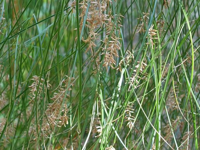 Cyperus papyrus