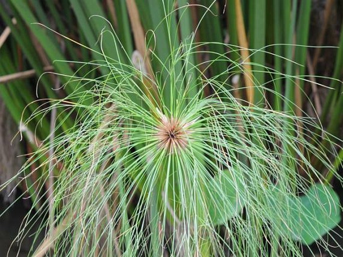 Cyperus papyrus