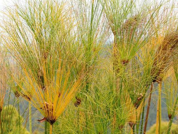 Cyperus papyrus