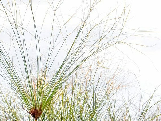 Cyperus papyrus