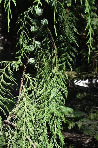 Cupressus funebris