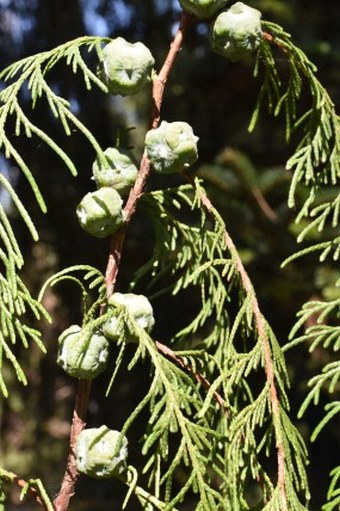 Cupressus funebris