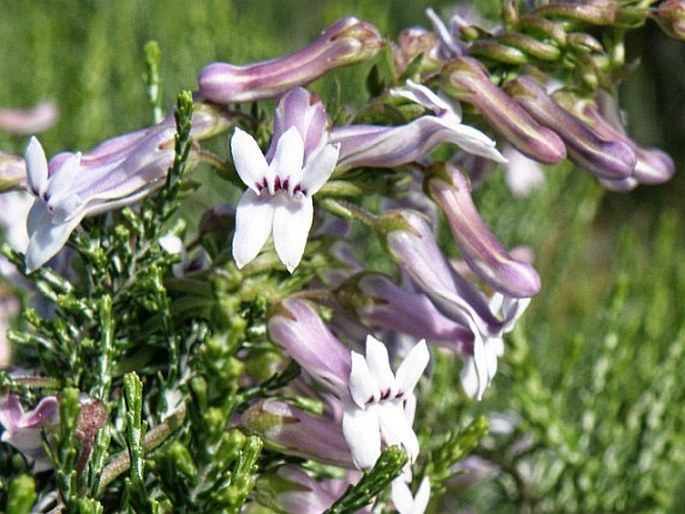 CYPHIA DIGITATA (Thunb.) Willd.