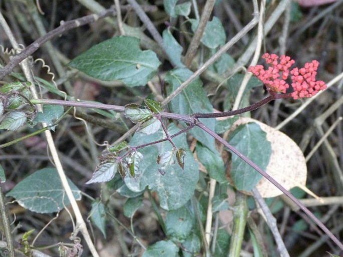 Cyphostemma microdipterum