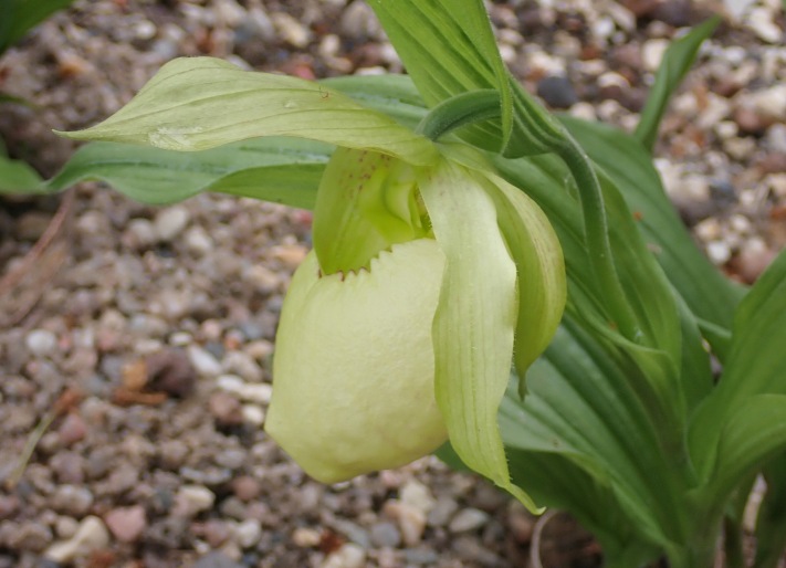 Cypripedium fasciolatum