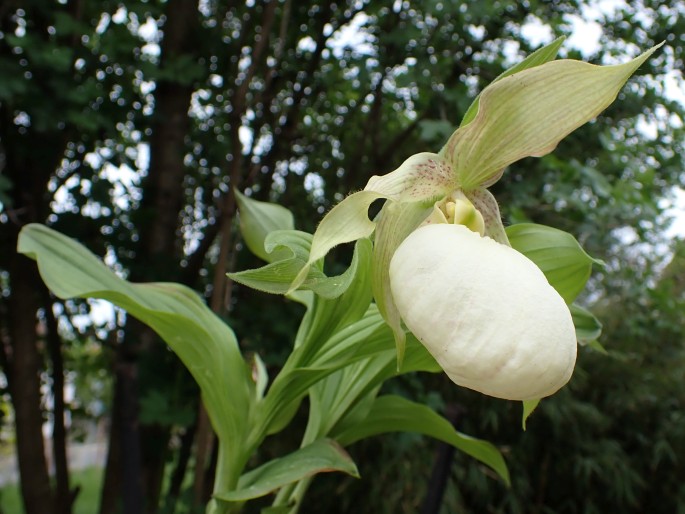 Cypripedium fasciolatum