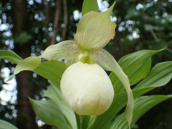 Cypripedium fasciolatum