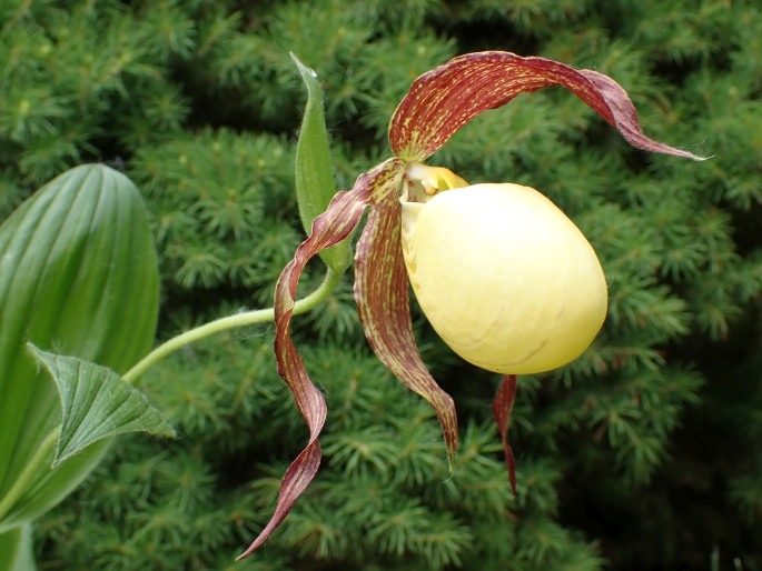 Cypripedium kentuckiense