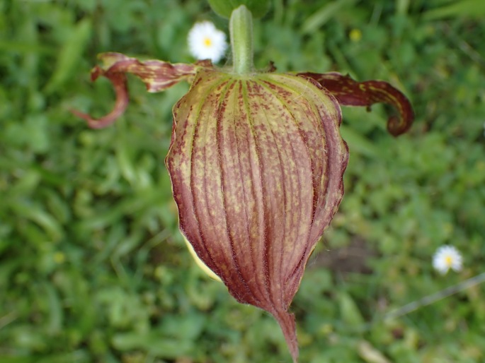 Cypripedium kentuckiense