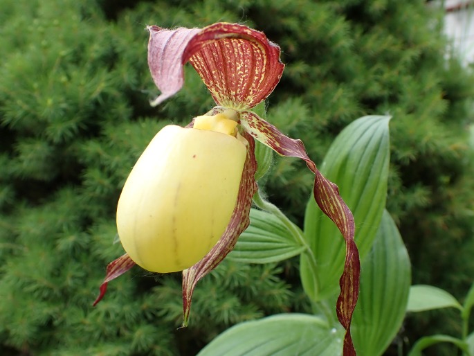 Cypripedium kentuckiense