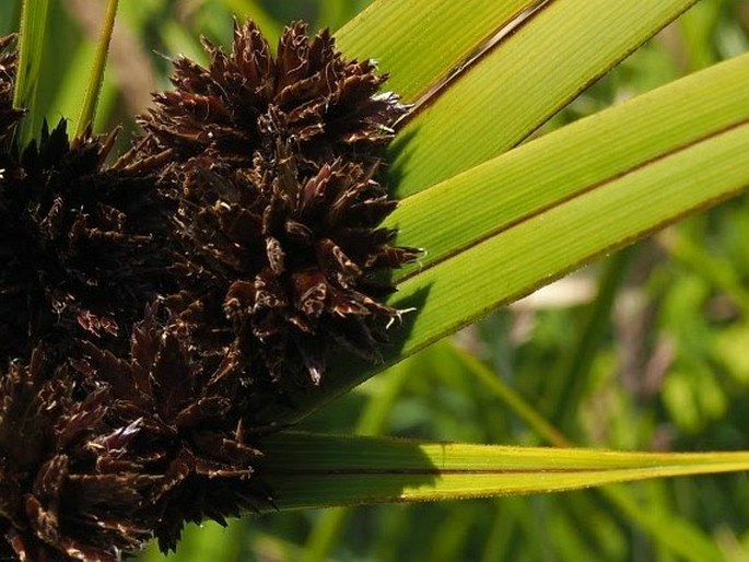 Cyperus ustulatus