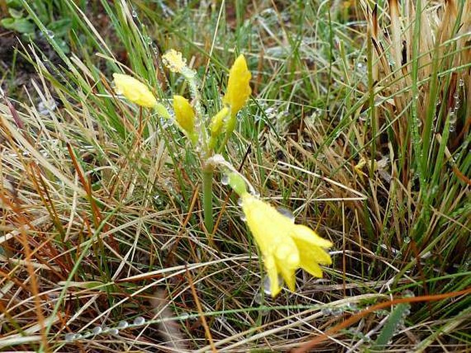 CYRTANTHUS BREVIFLORUS Harv.