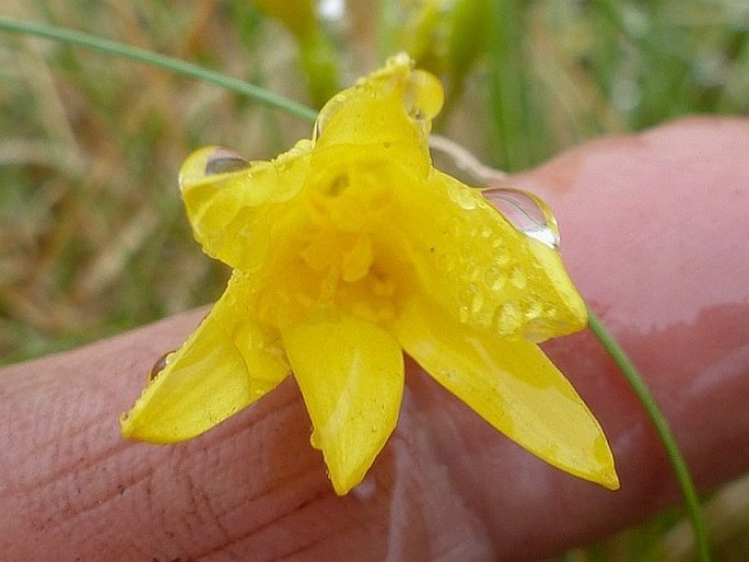 Cyrtanthus breviflorus