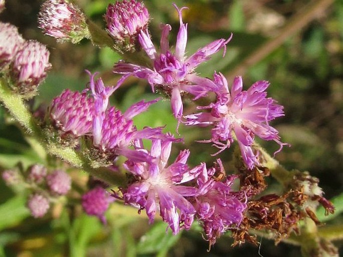 CYRTOCYMURA SCORPIOIDES (Lam.) H. Rob.