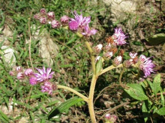 Cyrtocymura scorpioides