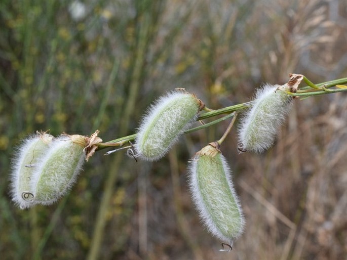 Cytisus striatus