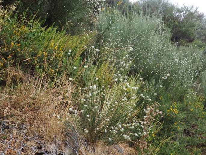 Cytisus striatus