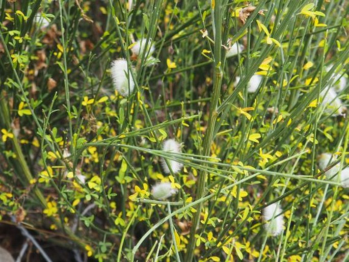 Cytisus striatus