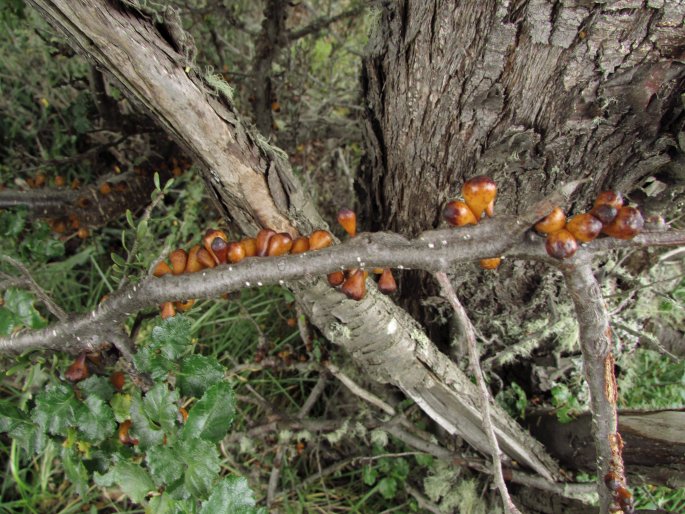 Cyttaria hookeri