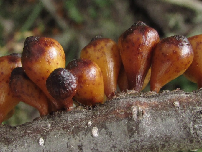 Cyttaria hookeri