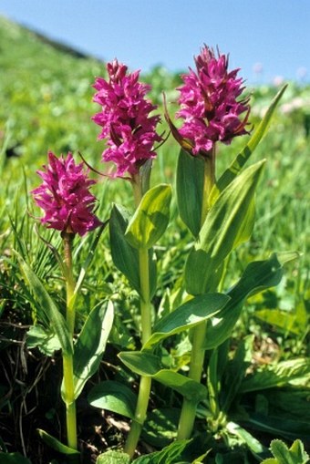 Dactylorhiza caucasica