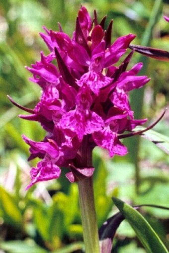 Dactylorhiza caucasica