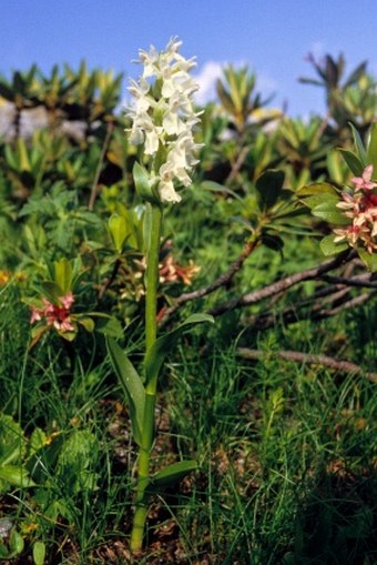 Dactylorhiza caucasica