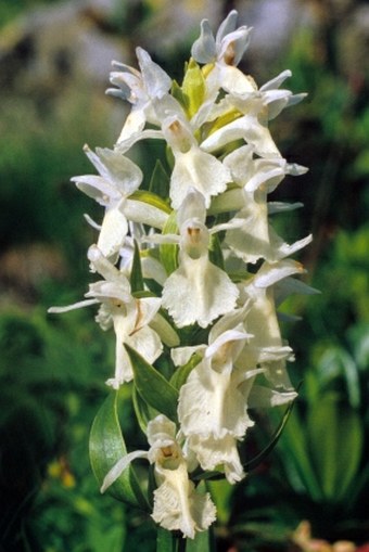 Dactylorhiza caucasica