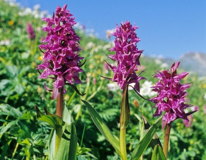 Dactylorhiza caucasica